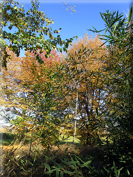 foto Alle pendici del Monte Grappa in Autunno